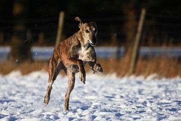 Im Schnee rennender Galgo