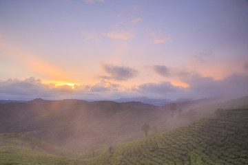 Plantation Tea Pangalengan, West Java, Indonesia