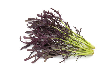 Obraz premium ムラサキミズナ