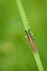Golden grey longhorn beetle (Agapanthia villosoviridescens)