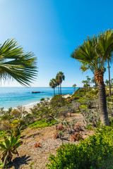 Fototapeta na wymiar Palm trees in Laguna Beach