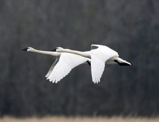 Swans in Flight