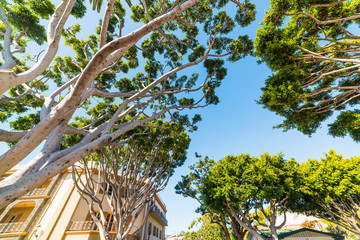 Trees in Laguna Beach