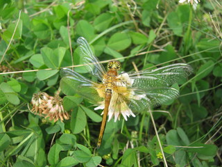 Стрекоза на клевере.