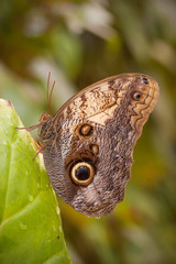 Obraz premium Big brown butterfly (Caligo atreus)