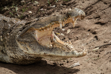 Brown Crocodile in Tsavo East National Park