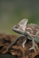 Chameleon, lizard sits at the root