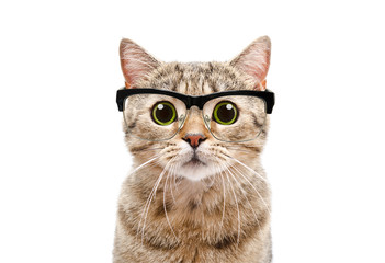 Portrait of a Scottish Straight cat with glasses, closeup, isolated on white background