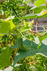 Obraz premium Close up view of fresh young cucumber in garden organics farm..