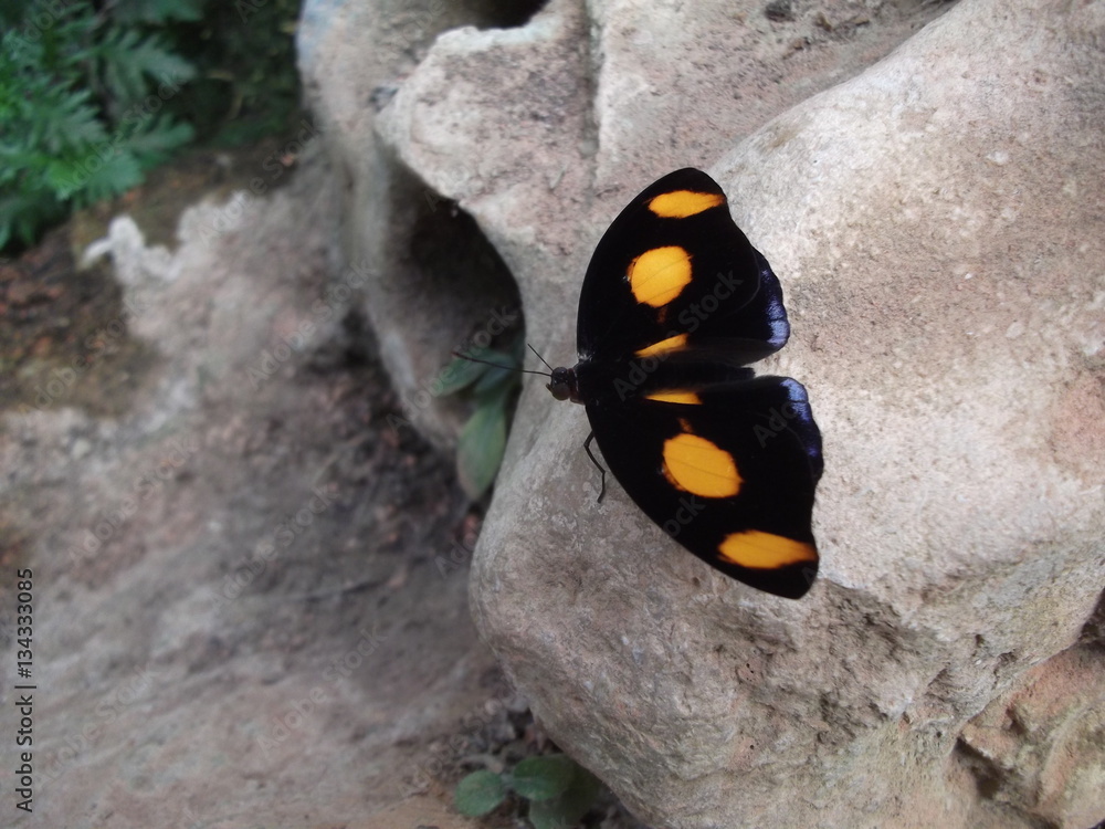 Wall mural black and yellow butterfly 2