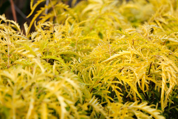 Yellow Polyscias plant