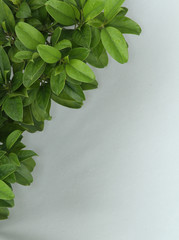 Green leaf with water drops