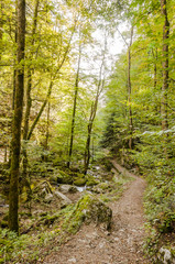 Twann, Twannbachschlucht, Schlucht, Wald, Wanderweg, Naturweg, Waldweg, Laubwald, Herbst, Herbstlaub, Herbstwanderung, Jura, Schweiz