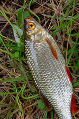 Single common rudd fish on green grass.
