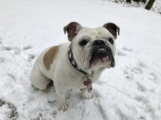 Bulldogge