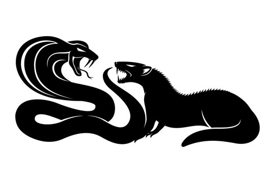 Mongoose and cobra.