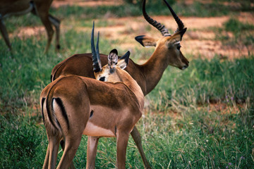 Two gazelles graze in peace in the Tsavo East Nationale park of Kenya
