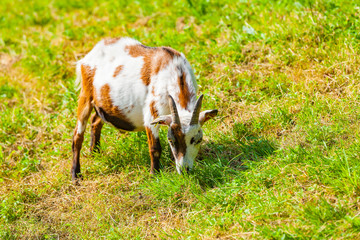 Naklejka na ściany i meble view of a goat on meadow