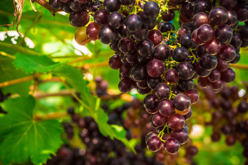 Red Oraganic Grapes at Vine Branch