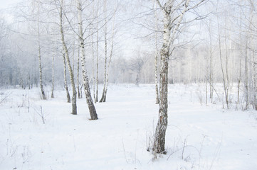 Winter landscape. Birch. Frozen forest. Trees and branches in frost. White atmosphere