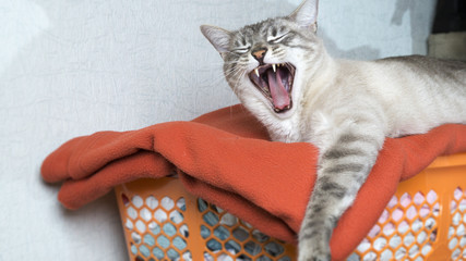Wenn Katzen gähnen.