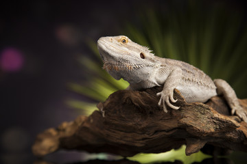 Lizard root, Bearded Dragon on black mirror background