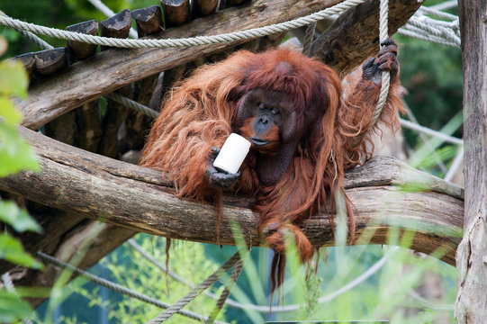 Orang-Utan spielt mit Becher