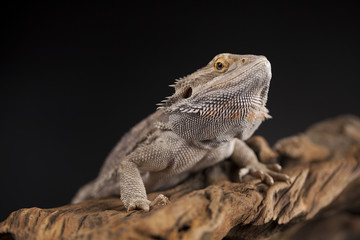 Pet, lizard Bearded Dragon on black background