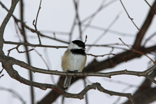 m&eacute;sange &agrave; t&ecirc;te noire