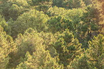 Trees in Provence, France