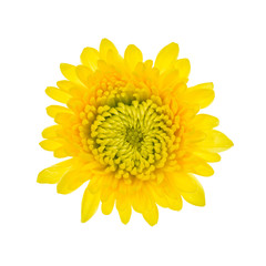 Yellow flower isolated on white background