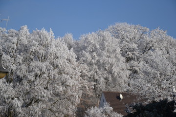 Bäume mit Frost