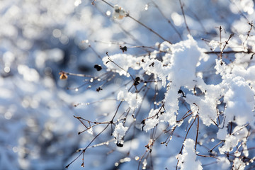 Winter tree, branches in snow and frost close-up.
