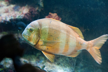 Zierfisch im Aquarium