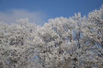 Bäume mit Frost