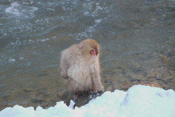 スノーモンキー　地獄谷野猿公苑にて撮影