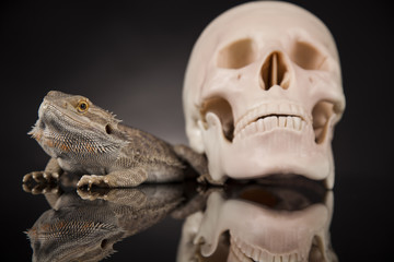 Lizard, Agama, dragon and skull