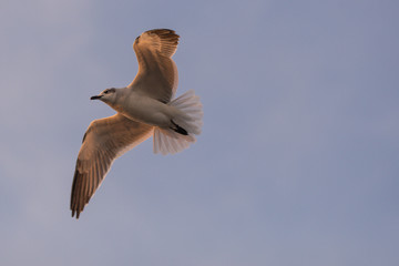 bird flying