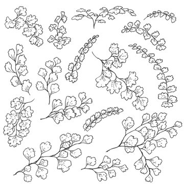 Fern Leaves Sketch