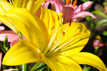 Obraz premium Yellow lily