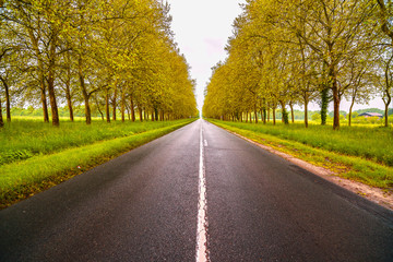 Fototapeta na wymiar Straight empty wet road between trees. Loire valley. France.
