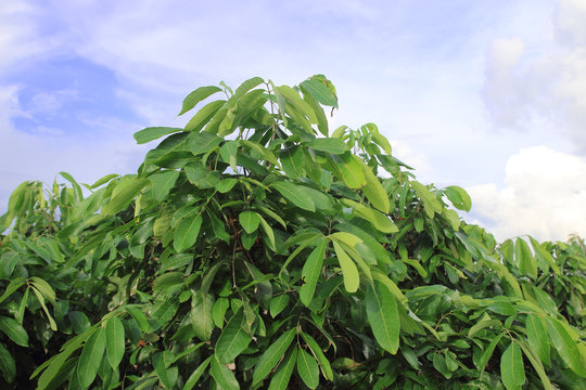 longan tree in longan orchard