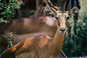 Portrait of a gazelle in the group that looks into the camera
