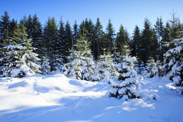 Fototapeta na wymiar Winter landscape with snow covered trees.