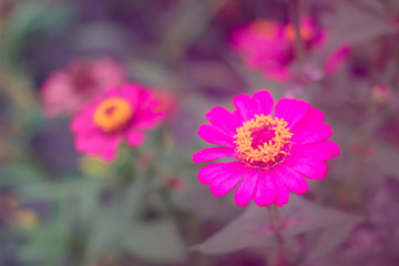 Obraz premium Beautiful flowers in the garden.