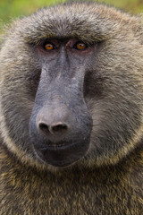 Baboon near lake chamo - Ethiopia