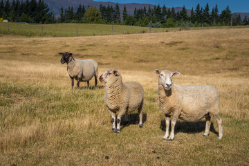 Three sheep on the farm field in New Zealand enjoying bright summer day, one of them with black and...