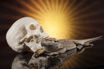 Lizard, human skull on black mirror background