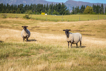 Naklejka na ściany i meble Two cute black and white sheep on the farming field in New Zealand