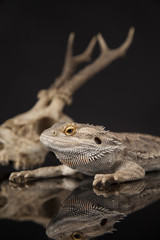 Animal Skull, Antlers, lizard  on black mirror background